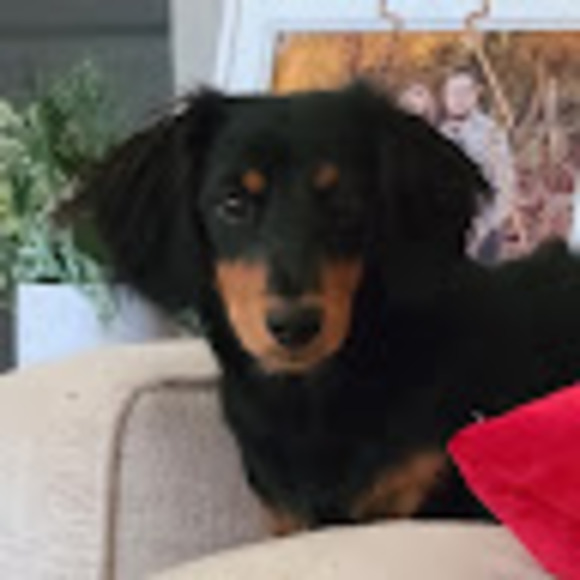 Meet your Posher, Chaynna - Picture 1 of 1